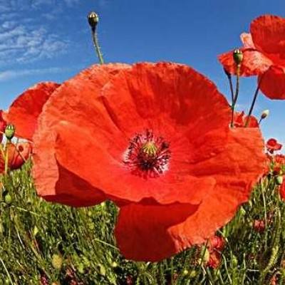 咪乐官方下载入口