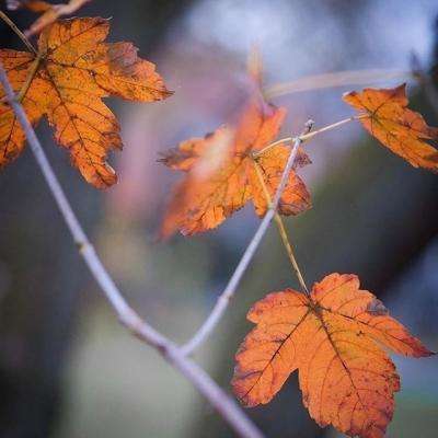 中欧体育app下载官网